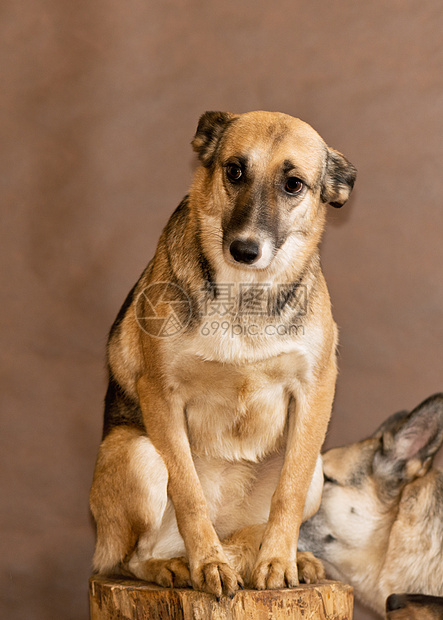 人扔的流浪狗病人忠诚中性庇护所性格避难所宠物笨蛋朋友猎犬图片