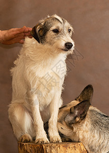 人扔的流浪狗避难所性格猎犬忠诚笨蛋朋友病人庇护所中性动物图片