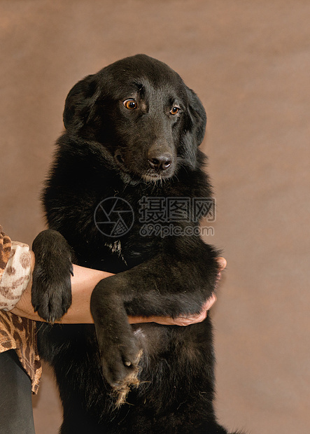 人扔的流浪狗猎犬病人忠诚笨蛋朋友动物宠物庇护所避难所中性图片