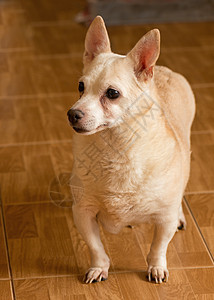 人扔的流浪狗猎犬笨蛋性格宠物动物病人庇护所中性避难所忠诚图片