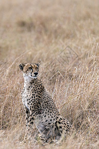 猎豹水平哺乳动物猫科动物金子眼睛荒野动物食肉野生动物捕食者图片