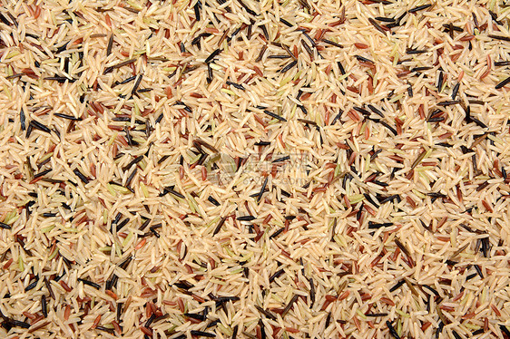 野大米 棕褐巴斯马提和红刺腹背景图片