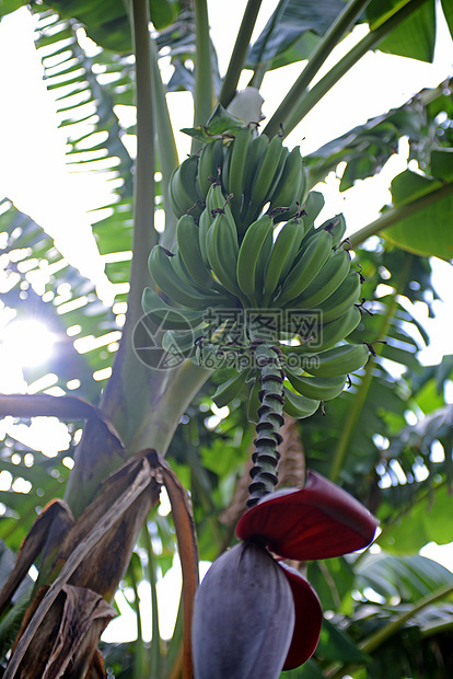 香蕉树植物水果气候绿色生长植物群树叶雨林阳光热带图片