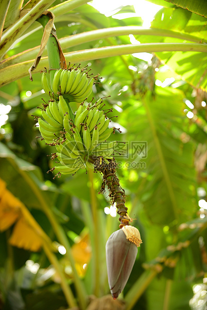在香蕉树上种植的香蕉图片