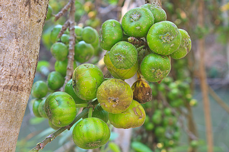 树上果果无花果红色绿色野生动物蔬菜农业叶子天空情调团体食物图片