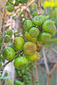 树上果果无花果红色荒野团体热带生活叶子蔬菜食物气候农业图片