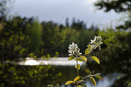 草莓花季节阳光照射反射叶子白色绿色植物生长花朵荒野图片