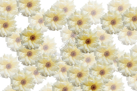 黄玫瑰花朵区系玫瑰瓷砖插图植物白色黄色图片