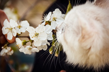 小猫花园绿色虎斑婴儿场地动物宠物图片