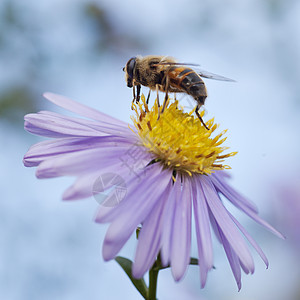 紫花蜜蜂对蓝天图片