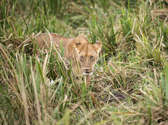 狮子狮座大猫食肉沼泽草原女性哺乳动物浏览器母狮大草原公园图片