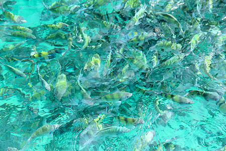 水中的热带鱼类野生动物珊瑚条纹蓝色黄色情调殖民地动物呼吸管海洋图片