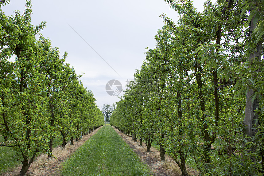 桃树排绿色树叶机缘树木农业饮食杂草水果生物农民图片