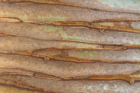 Dracaena树的背景和纹理植物群树干风化条纹斑点古董纤维叶子棕褐色植物图片