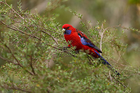 Parrot 鹦鹉蓝色旅行树木荒野栖息地动物山脉环境动物群雨林图片