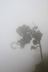 雾中的树沉思公园风景场景气候植物魔法叶子树木季节图片