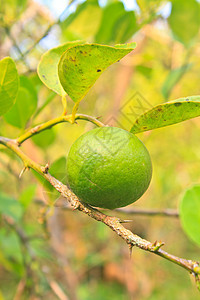 有机农场柠檬树上的绿色柠檬食物植物水果花园热带饮食图片