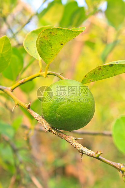 有机农场柠檬树上的绿色柠檬食物植物水果花园热带饮食图片