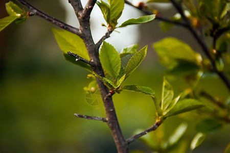 树叶中的青树叶桦木天空森林树木公园植物种植阳光叶子太阳图片