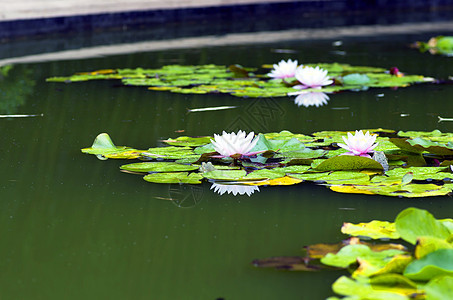 水上露莲花的图像植物花园味道水池传统叶子娱乐池塘公园环境图片