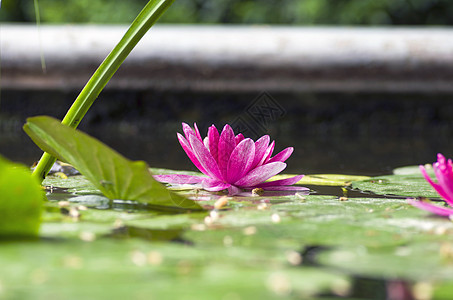 水上露莲花的图像公园叶子娱乐味道花瓣水池花园池塘环境植物图片