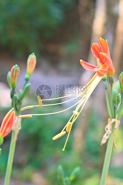 莉莉王后花朵在花园里百合植物学花粉花园圆柱形女士植物管子花瓣植物群图片