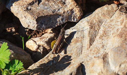 蚂蚱害虫蟋蟀动物眼睛天线棕色农村昆虫宏观岩石图片