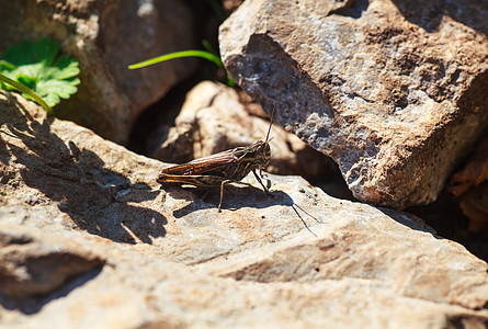 蚂蚱动物害虫岩石昆虫宏观农村天线棕色蟋蟀眼睛图片