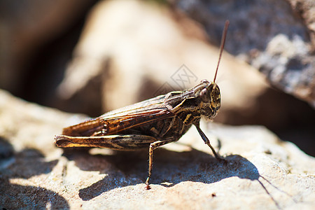 蚂蚱动物岩石棕色害虫蟋蟀昆虫宏观天线眼睛农村图片