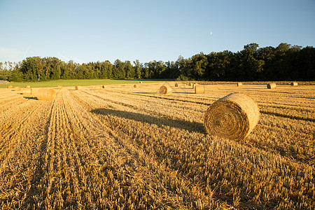 收获后的晚上农田粮食小麦土地场地国家天空日落农村食物图片