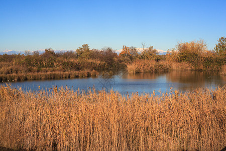 诺沃山谷运河自然保护区植被湿地废墟河口沼泽小马背景图片