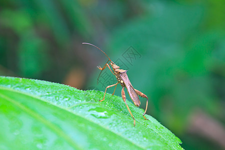 叶子上的昆虫公园花园甲虫荒野蚱蜢宏观脊椎动物绿色植物群漏洞图片