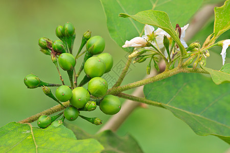 树上茄子花图片