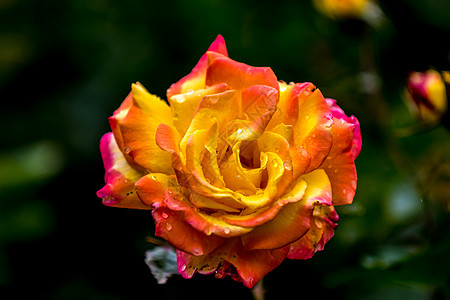 鲜黄玫瑰春天芊芊高清图片