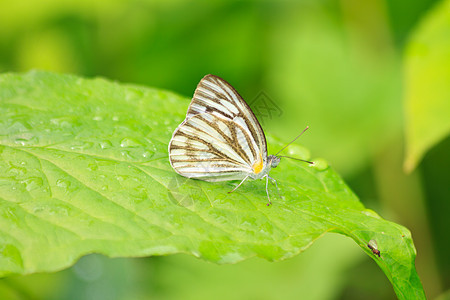 美丽的蝴蝶在叶子上昆虫学漏洞白色触角橙子斑点翅膀动物群花园荒野图片