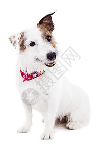 白色背面的小狗小狗杰克鲁塞尔猎犬棕色乐趣宠物哺乳动物犬类爪子动物图片