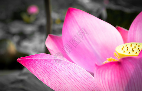 粉色莲花花瓣黄色公园植物群花园荷花黑色绿色叶子植物图片