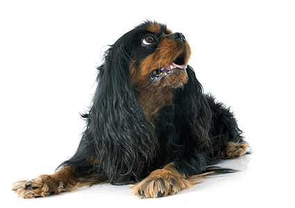 骑兵骑士王查尔斯犬类动物工作室猎犬宠物黑色棕褐色棕色小狗背景图片