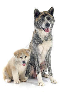 秋田在斑点女性灰色母亲棕色小狗宠物成人工作室动物背景图片