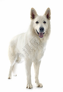 瑞士牧羊人宠物白色牧羊犬男性成人文化动物工作室图片