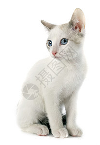 白小白猫眼睛工作室蓝色宠物小猫动物图片