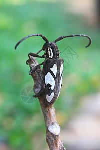 格努斯巴托塞拉的长角甲虫传播生物学鲵科动物学宏观昆虫黄质野生动物动物群漏洞图片