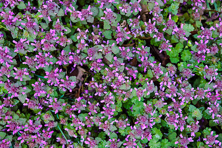紫色已死织物草原植被大天使季节树叶草药场地农村花园草地图片