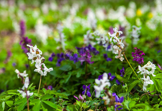 以不同颜色的花朵配有Corydalis草地紫色场地植物花园草原草药投标草本植物野花胡索图片