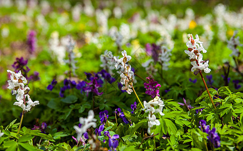 以不同颜色的花朵配有Corydalis草地草本植物花期生长场地国家草原草药蓝色投标花园图片