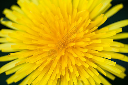 盛开的黄色蒲公英花的特写植被花坛宏观植物草药杂草场地草地花瓣花园图片