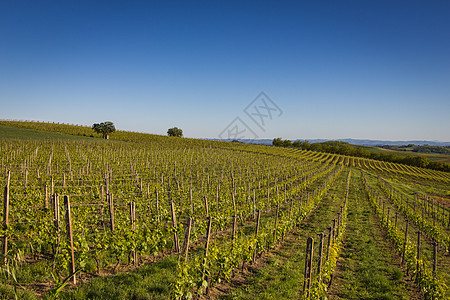 意大利北部的Wine Hills图片