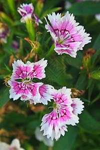 泰国的鲜花美丽绿色植物群红色野花植物宏观粉色花园粉红色图片