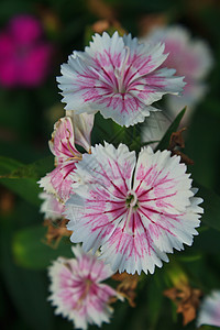 泰国的鲜花粉红色花园野花粉色场地宏观公园植物群美丽花田图片