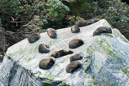 密封殖民地悬崖海洋团体睡眠荒野生态旅游公园大头牛哺乳动物海上生活图片